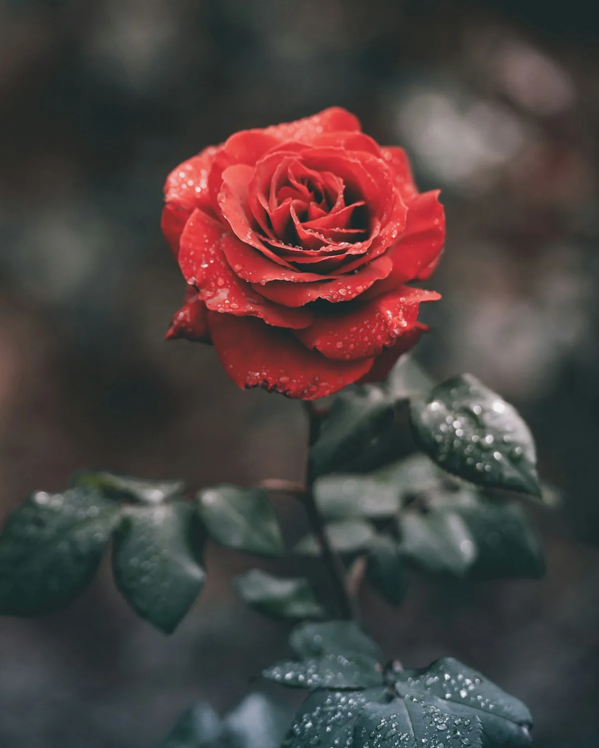 Einzelne rote Rose mit Tautropfen vor unscharfem dunklen Hintergrund